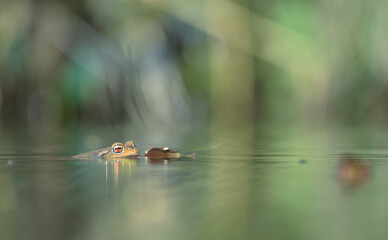 Obraz na płótnie Canvas orange eyed frog in the pond