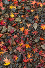 日本　京都府京都市にある天龍寺境内の雨に濡れた紅葉の落葉