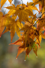 日本　京都府京都市にある天龍寺境内の雨に濡れた紅葉