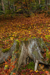 日本　京都府京都市にある天龍寺境内の雨に濡れた紅葉の落葉