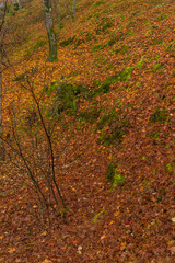 日本　京都府京都市にある天龍寺境内の雨に濡れた紅葉の落葉