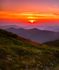 blooming pink rhododendron flowers, amazing panoramic nature scenery	