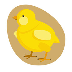 An image of a chicken in an egg on a white background. Vector drawing