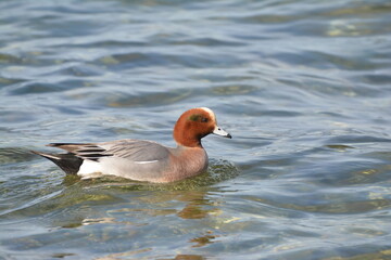 Eurasian Wigeon Male
