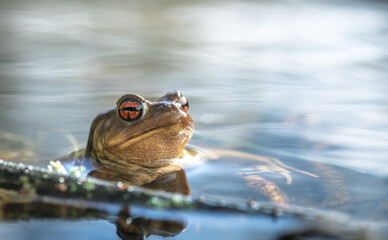orange eyed frog in the pond