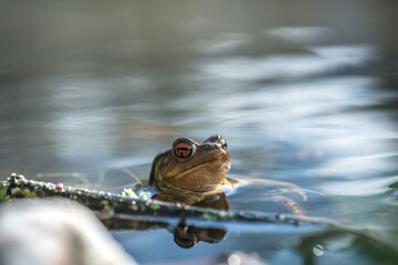 orange eyed frog in the pond