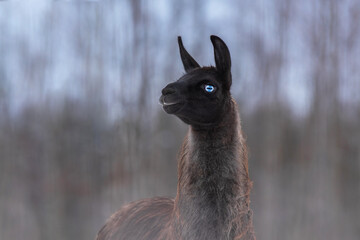 Beautiful llama with blue eyes. South American camelid.