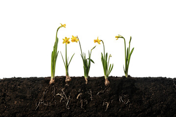 Narcissus flower with roots and soil isolated on white background