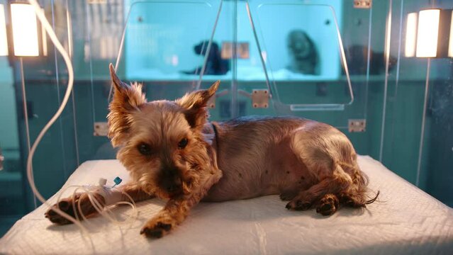 A a closeup of small brown dog laying in a glass oxygen chamber in a veterinary clinic.. The dog in the box looks a tiny bit scared. The dog was put into the camber by the doctor.