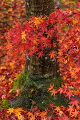 日本　京都府京都市の嵯峨嵐山にある宝厳院の庭園　雨に濡れた紅葉
