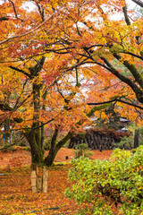 日本　京都府京都市の嵯峨嵐山にある宝厳院の庭園　雨に濡れた紅葉