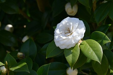 Fototapeta na wymiar White camellia japonica flowers. Theaceae evergreen shrub. Flowering season is from February to April.