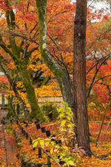 日本　京都府京都市の嵯峨嵐山にある宝厳院のモミジのトンネル　雨に濡れた紅葉