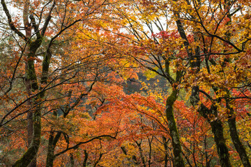 日本　京都府京都市の嵯峨嵐山にある宝厳院のモミジのトンネル　雨に濡れた紅葉