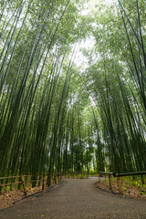 Obraz premium 日本 京都府京都市の嵯峨嵐山にある嵯峨野線の竹林の小径