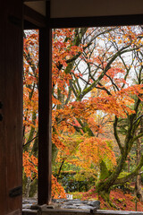 日本　京都府京都市の嵯峨嵐山にある常寂光寺の仁王門と雨に濡れた紅葉