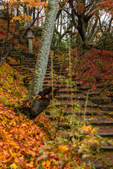日本　京都府京都市の嵯峨嵐山にある常寂光寺の参道　雨に濡れた紅葉