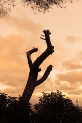 Tree silhouette at sunset