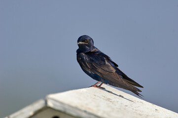 Purple Martin,  (Progne subis), Delray Beach, Florida, USA