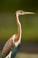 Tricolored Heron (Egretta tricolor), Green Cay Nature Area, Delray Beach, Florida, USA   