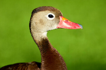 Black-bellied whistling duck, (Dendrocygna autumnalis) head portrait, Florida, USA