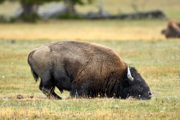 American Bison (Bison bison), Yellowstone National Park, Wyoming, USA  