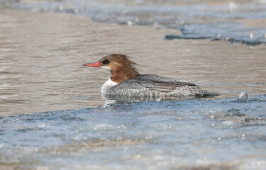 Female Common merganser (Mergus merganser), Calgary, Prince's Island Park, Alberta, Canada