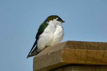Violet-green Swallow (Tachycineta thalassina), British Columbia, Canada   
