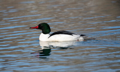 Male Common merganser (Mergus merganser), Calgary, Prince's Island Park, Alberta, Canada