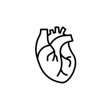 Human heart medical vector desease cardiovascular organ anatomy. Healthy human heart organ shape line icon.