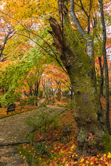 日本　京都府京都市の嵯峨嵐山にある常寂光寺　雨に濡れた紅葉