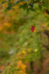 日本　京都府京都市の嵯峨嵐山にある常寂光寺　雨に濡れた紅葉