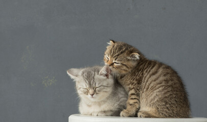 portrait of two beautiful kittens isolated with empty space for text.kittens look towards product text