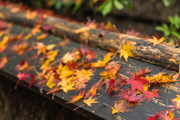 日本　京都府京都市の嵯峨嵐山にある祇王寺の雨に濡れた紅葉