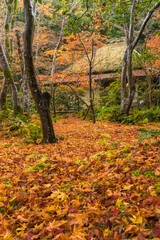 Naklejka premium 日本 京都府京都市の嵯峨嵐山にある祇王寺の庭園 雨に濡れた紅葉の絨毯