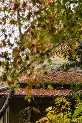 日本　京都府京都市の嵯峨嵐山にある祇王寺の雨に濡れた紅葉