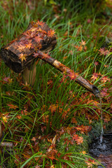 日本　京都府京都市の嵯峨嵐山にある祇王寺の庭園　雨に濡れた紅葉とししおどし