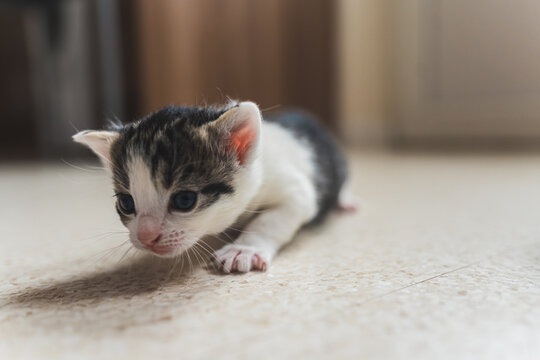 Little tabby newborn kitten crawling on the floor . High quality photo