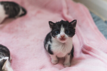 A couple weeks old kitten with blue eyes looking into the camera. High quality photo