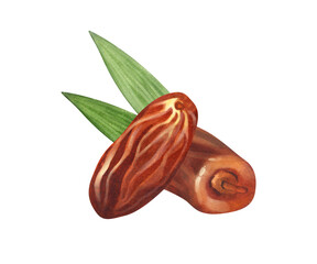 Watercolor dry palm dates fruit. Hand-drawn illustration isolated on white background. Perfect for islamic celebration day ramadan kareem, eid al fitr adha, arabesque design.