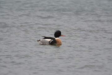 Male Red-breasted Merganser