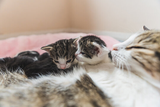 Tiny newborn kittens cuddling with thier mom . High quality photo