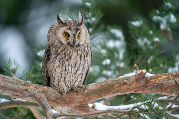 Owl sitting on a branch of a coniferous tree. Long-eared owl in their natural habitat. Winter photo with european wildlife forest and snow. Asio Otus