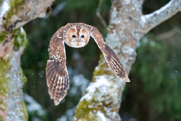 Tawny owl flying in the winter forest. Wild nature photo. Closeup flying owl from a front view in european nature. Strix aluco. Dynamic motion capture.
