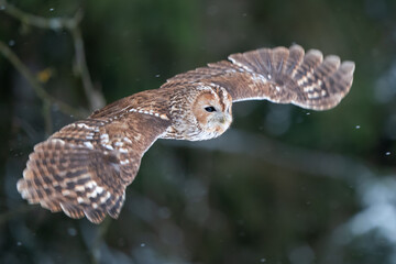 Tawny owl with widely spread wings flying in the forest. Wild nature animal. Owl flying in the air with dark blurred nature in background. European winter season.