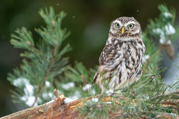 Llittle owl standing on the branches of a coniferous tree. Winter wildlife photo with a small owl....