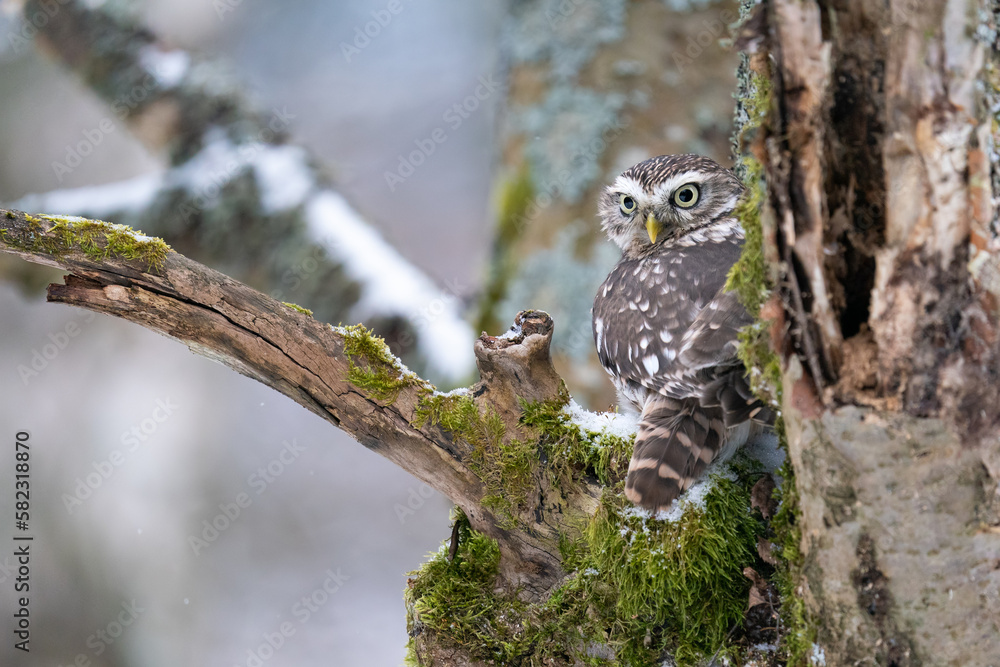 Poster hidden little owl on a tree trunk with moss and snow. closeup photo of small owl in wild winter natu