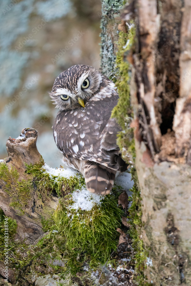 Aufkleber little owl on a tree trunk with moss and snow looking directly to the camera. closeup photo of small