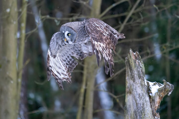 Great grey owl flying away from a tree trunk in the winter forest. Big owl in the flight. Strix nebulosa