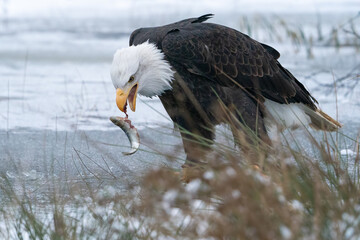Bald eagle catching fish on frozen lake. Winter nature. American symbol. Raptor in his natural habitat. Haliaeetus leucocephalus